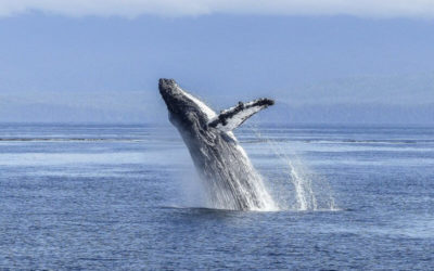 The buyer journey – why sales are like whales
