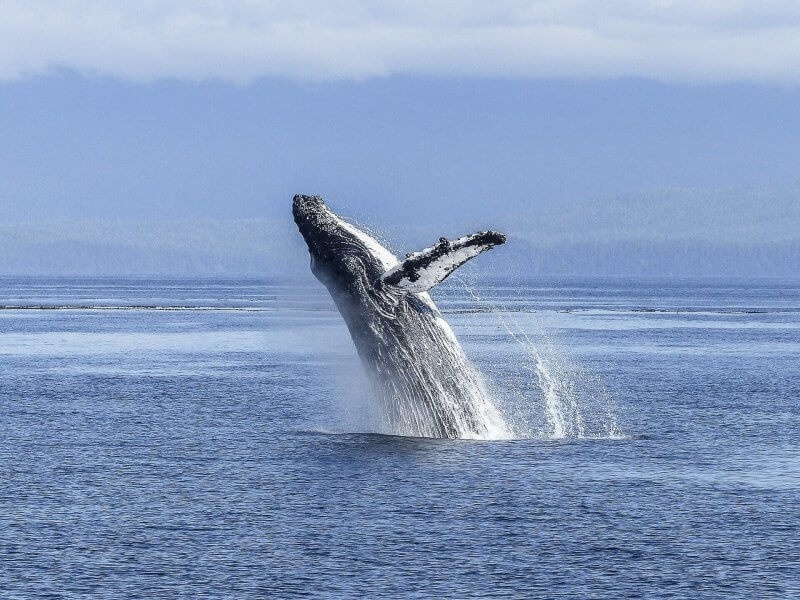 Magnify Consulting - sales are like whales, people surface when they're ready